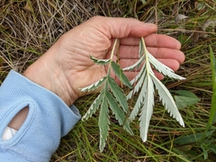 Potentilla hippiana
