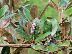 Spharagemon marmorata