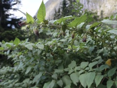 Atropa belladonna