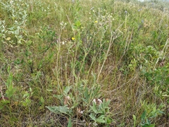 Potentilla hippiana