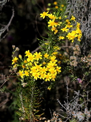 Euryops virgineus