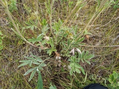 Potentilla hippiana