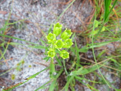 Asclepias pedicellata