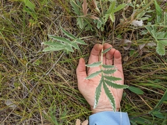 Potentilla hippiana