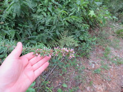 Lespedeza virginica