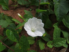 Stylisma humistrata