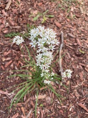Allium tuberosum
