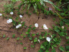 Stylisma humistrata