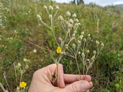 Potentilla hippiana