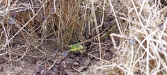 Lacerta bilineata