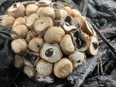 Nidulariaceae