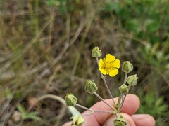 Potentilla hippiana
