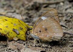 Euriphene amicia amicia