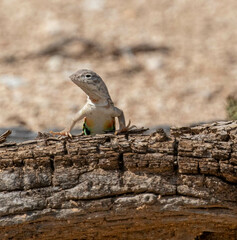 Callisaurus draconoides