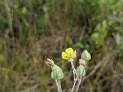 Potentilla hippiana