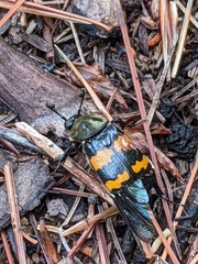 Nicrophorus tomentosus