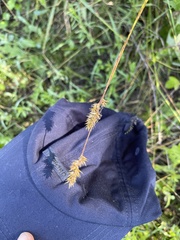 Carex spicata