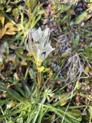 Gentiana algida