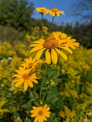 Heliopsis helianthoides