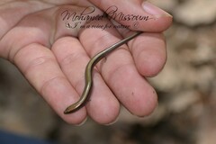 Chalcides mertensi