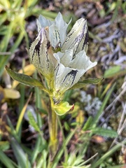 Gentiana algida