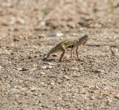 Callisaurus draconoides