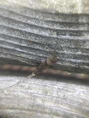 Archaeognatha