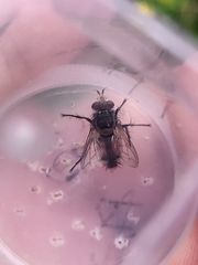 Eriothrix rufomaculata