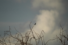 Cynanthus doubledayi