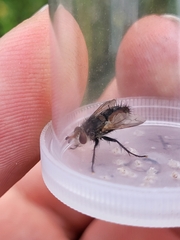 Eriothrix rufomaculata