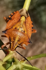 Carpocoris mediterraneus atlanticus