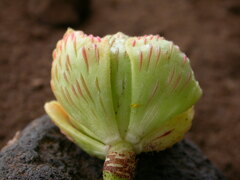 Aeonium smithii image