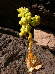 Aeonium smithii image