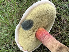 Caloboletus inedulis