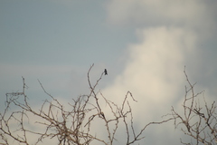 Cynanthus doubledayi