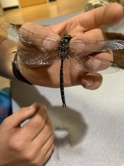 Aeshna verticalis