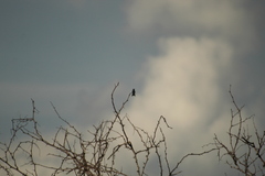 Cynanthus doubledayi