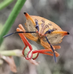 Carpocoris mediterraneus atlanticus