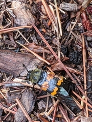 Nicrophorus tomentosus