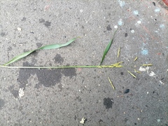 Sorghum × drummondii