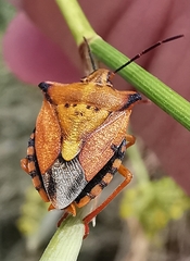 Carpocoris mediterraneus atlanticus
