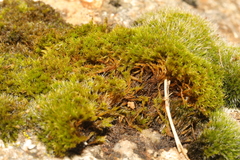 Grimmia