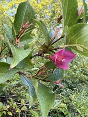 Weigela florida
