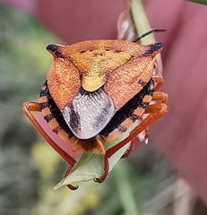 Carpocoris mediterraneus atlanticus