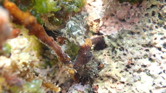 Parablennius incognitus