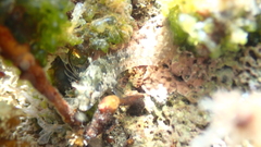 Parablennius incognitus