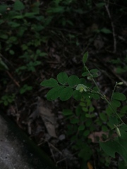 Phyllanthus tenellus