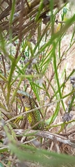 Lacerta bilineata