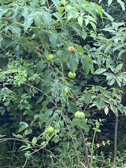 Cardiospermum halicacabum