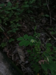 Phyllanthus tenellus